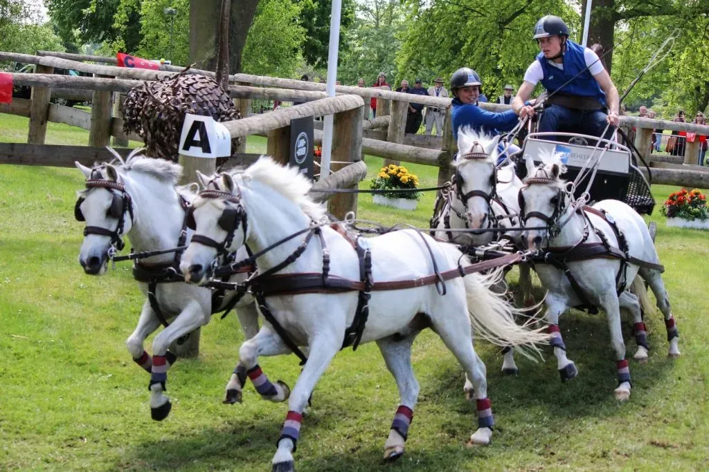 Maratón con ponis de enganche